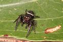 Euryattus_bleekeri_D7845_Z_90_North Stradbroke island_Australie